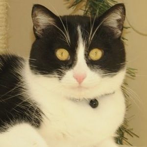 Meet your Posher, Synthia